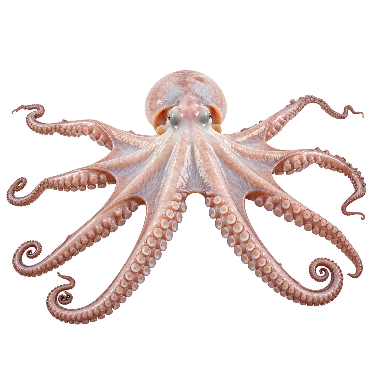 Mayan Octopus